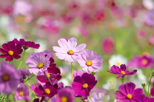 5 Flores Perfeitas para Iniciantes Beleza Garantida o Ano Todo