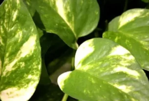 Como cuidar da planta jiboia​