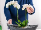 Como cuidar de orquídeas no vaso​