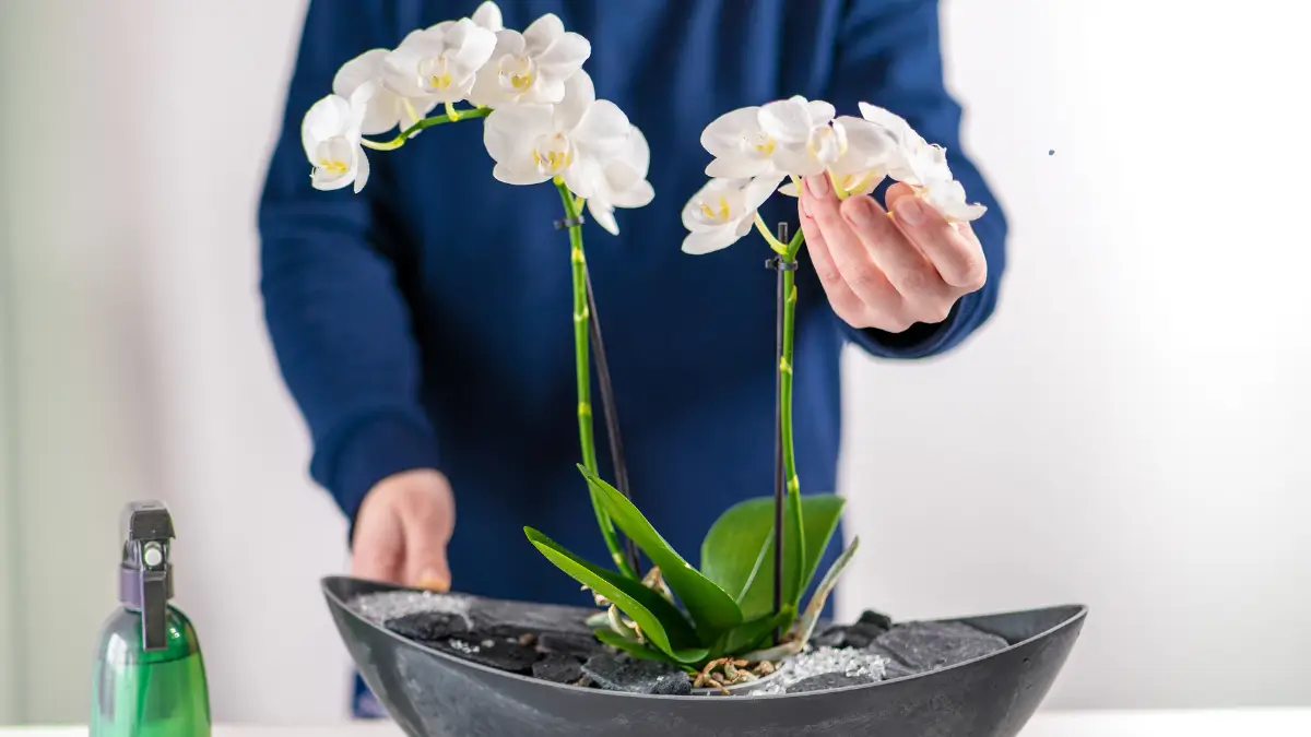 Como cuidar de orquídeas no vaso​