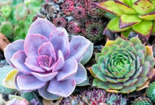 Como cuidar de suculentas