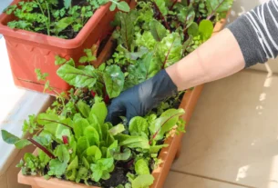 Mini horta de temperos na cozinha​