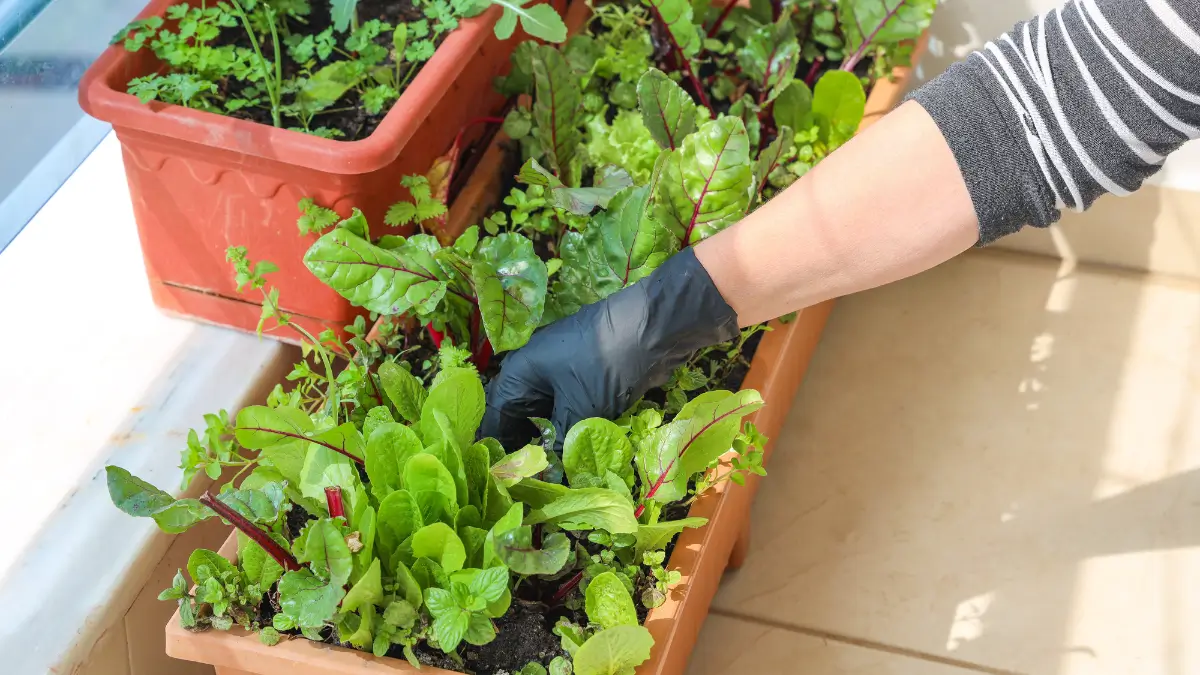 Mini horta de temperos na cozinha​