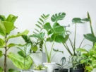 Plantas no Ambiente Urbano 2026