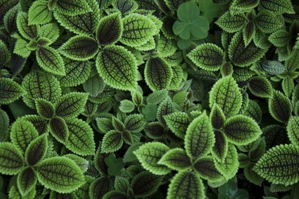 Guia Completo de Plantas: Como Cultivar