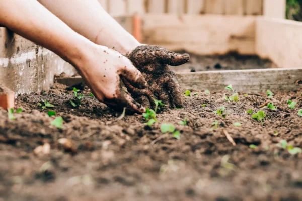 Jardinagem para Iniciantes: Guia Completo para Criar um Jardim Saudável