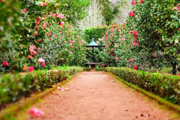 Paisagismo: Guia Completo para Criar Jardins Bonitos e Funcionais