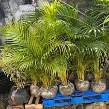 Areca bambu