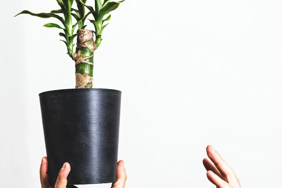 Como cuidar da dracena
