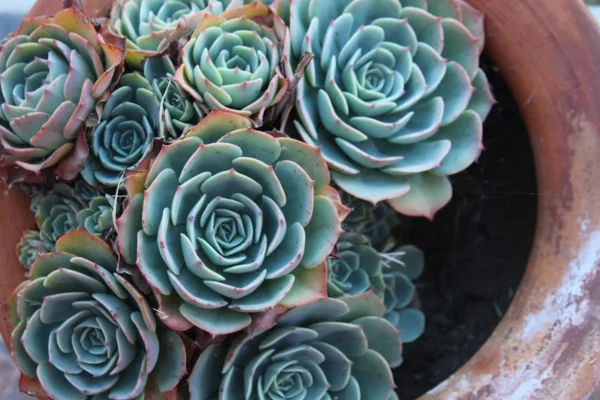 Como cuidar da echeveria