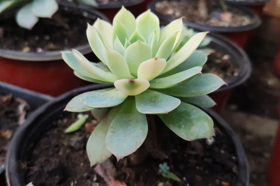 Como cuidar da echeveria elegans