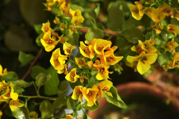 Como cuidar da flor de maio