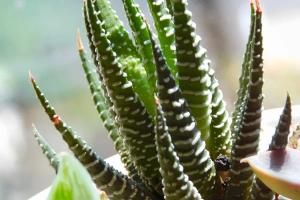 Como cuidar da haworthia