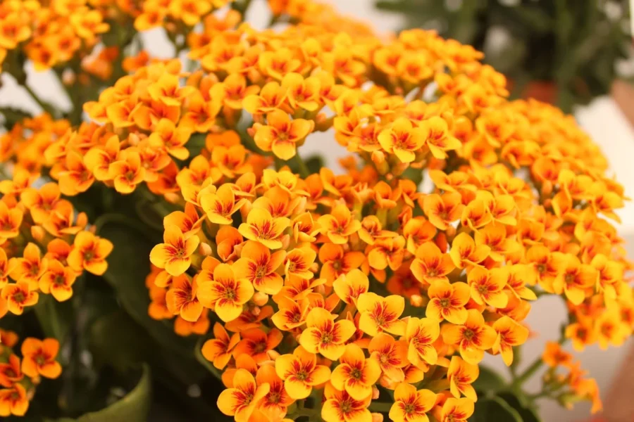 Como cuidar da kalanchoe