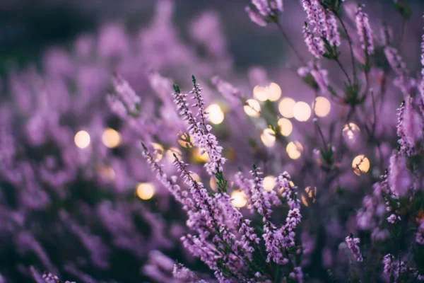 Como cuidar da lavanda