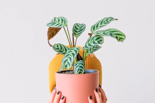 Como cuidar da maranta