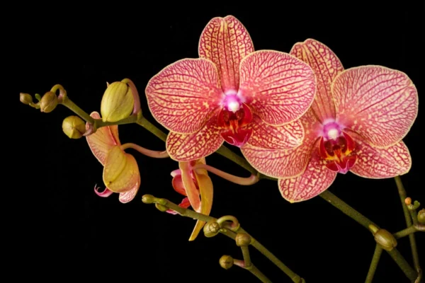 Como cuidar da orquídea phalaenopsis