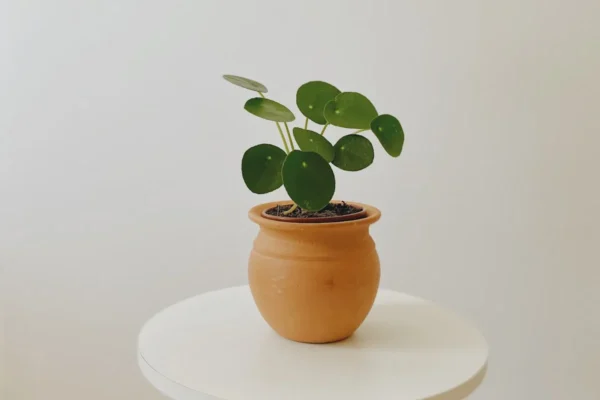 Como cuidar da pilea peperomioides