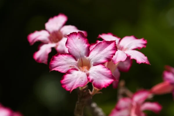 Como cuidar da rosa do deserto