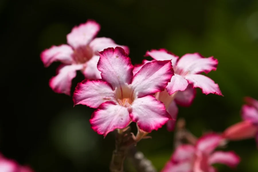 Como cuidar da rosa do deserto