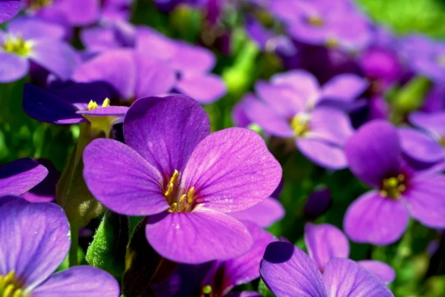 Como cuidar da violeta africana