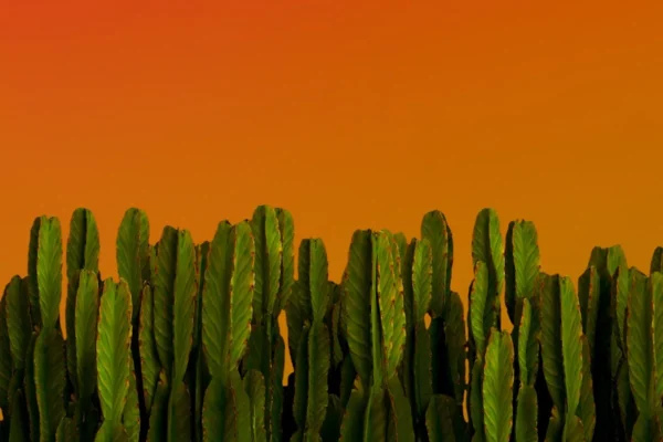 Como cuidar do cacto mandacaru