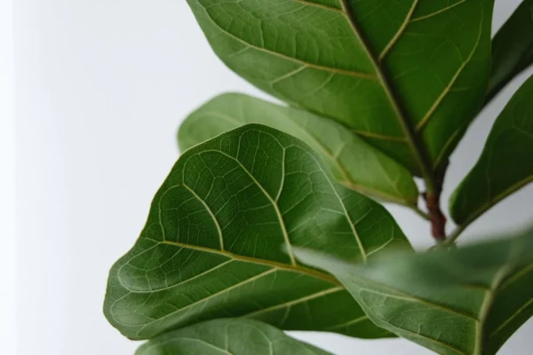 Como cuidar do ficus lyrata