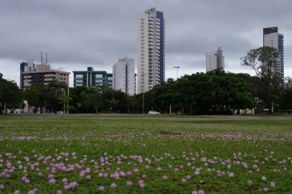 Como cuidar do gramado