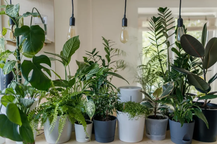 Como cultivar plantas em apartamento