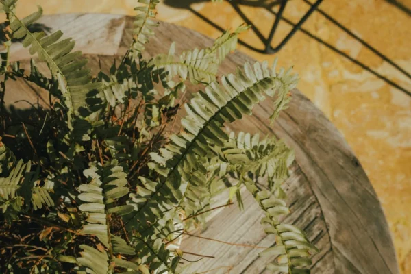 Como decorar a casa com plantas