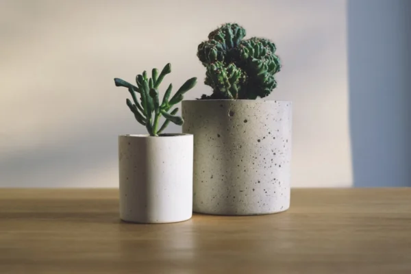 Como escolher vasos para plantas