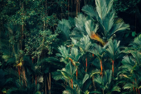 Como montar um jardim tropical