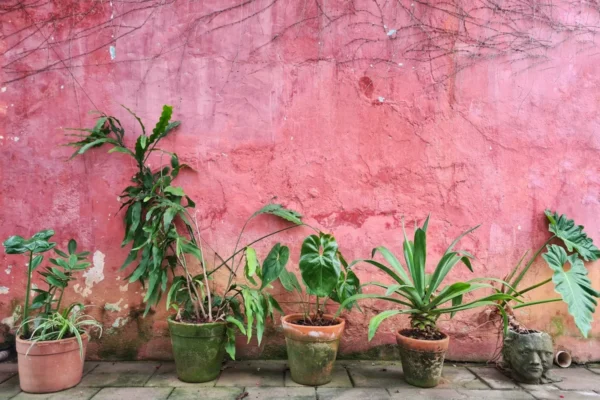 Como plantar em vasos