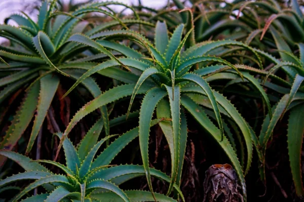 Como recuperar uma planta murcha