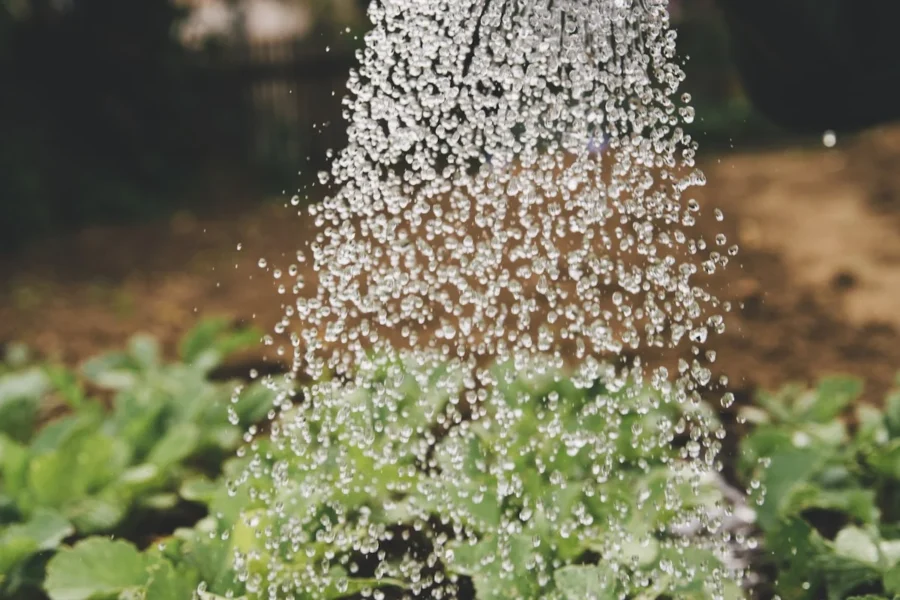 Como saber a hora certa de regar suas plantas
