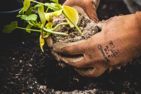 Como transplantar plantas