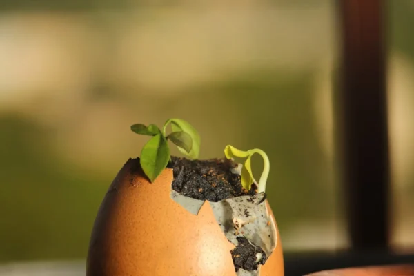 Como usar casca de ovo nas plantas