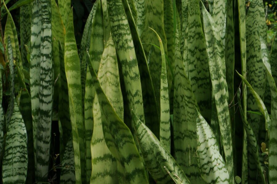 Espada de são jorge