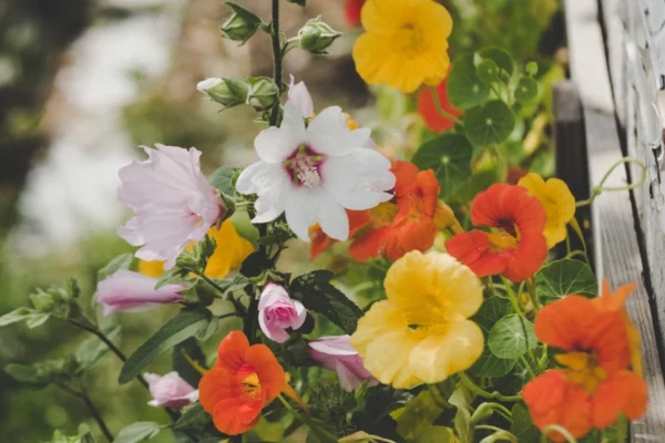 Flores para jardim o ano inteiro