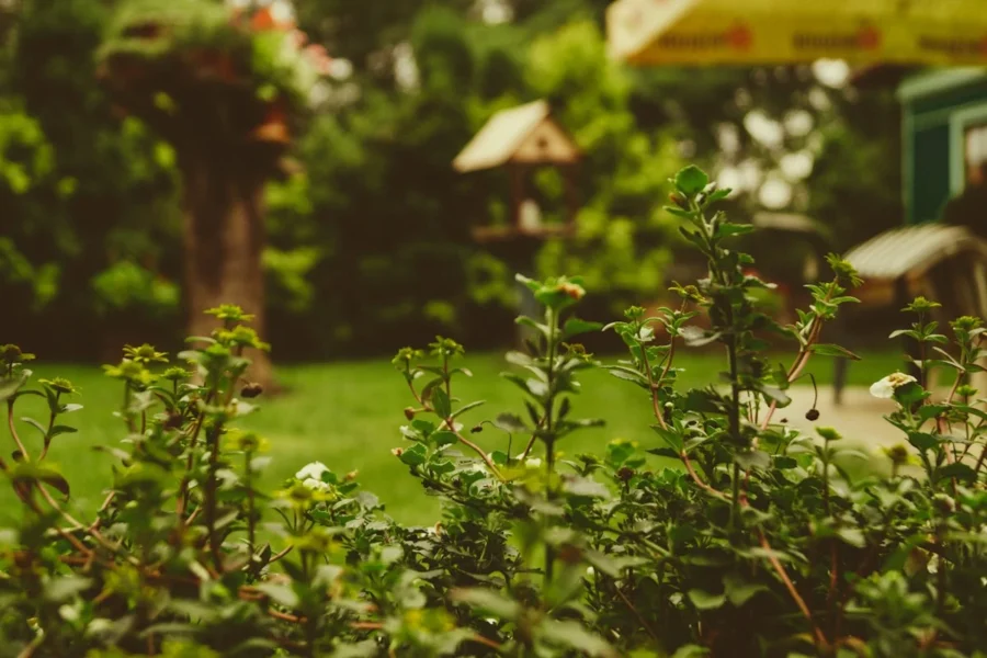 Plantas para jardim pequeno