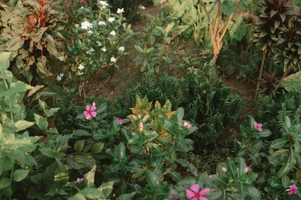 Plantas para varanda