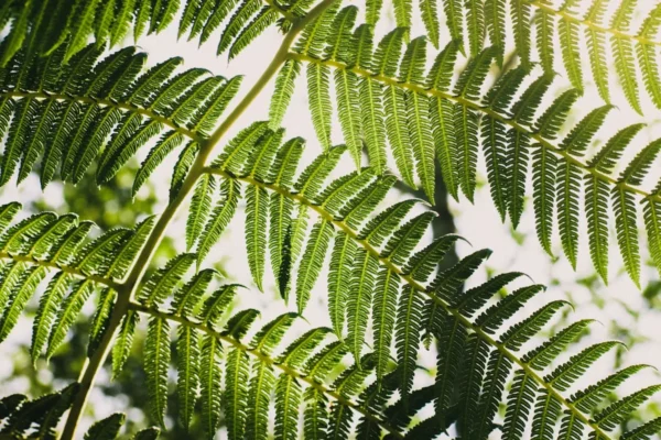 Plantas que gostam de sombra