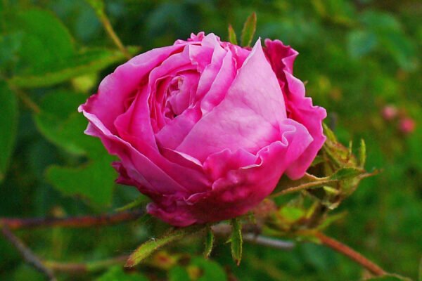 Roseiras